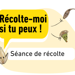 Récolte de graines sauvages / St Priest