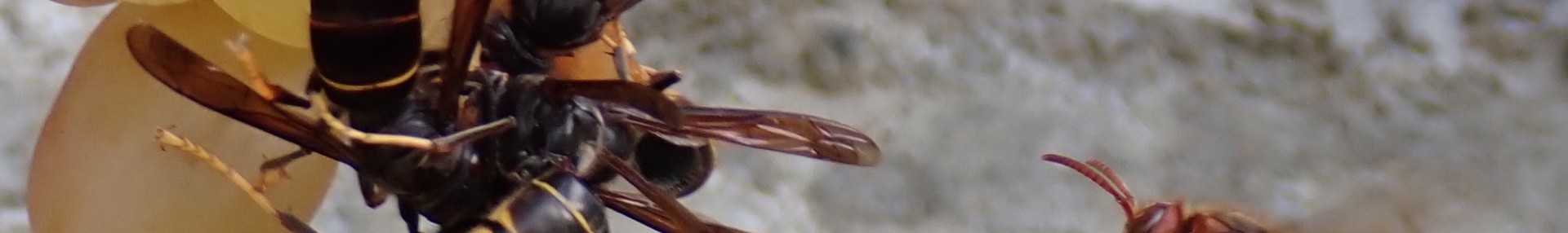 Frelon européen - Frelon asiatique - ARTHROPOLOGIA