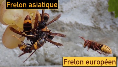 Frelon européen - Frelon asiatique