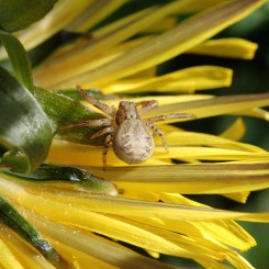 A la découverte des araignées des hauteurs du Beaujolais