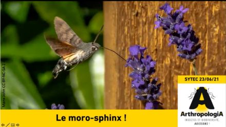 morosphinx