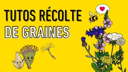recolte de graines