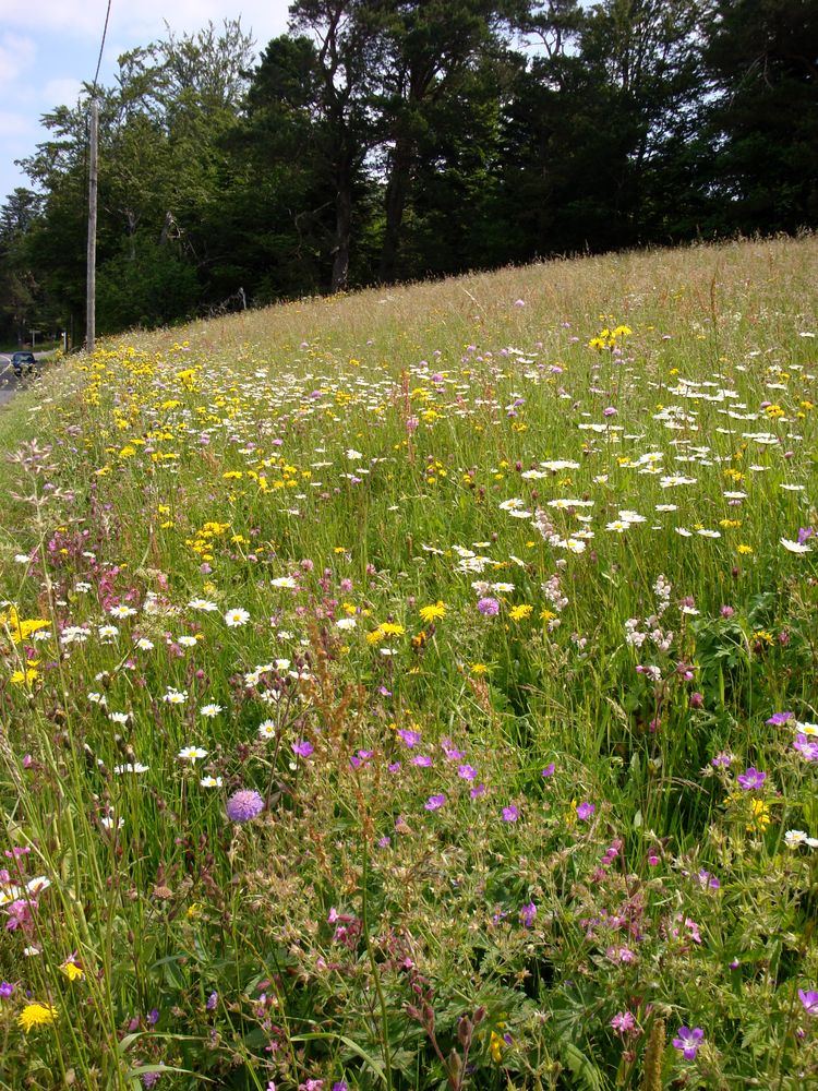 ARTHROPOLOGIA mobilise ses savoirs et son expertise dans la renaturation de milieux et la création d’aménagements fonctionnels.