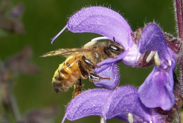 Apis_mellifera_salviapratensis_PierreBenite050517rec_C