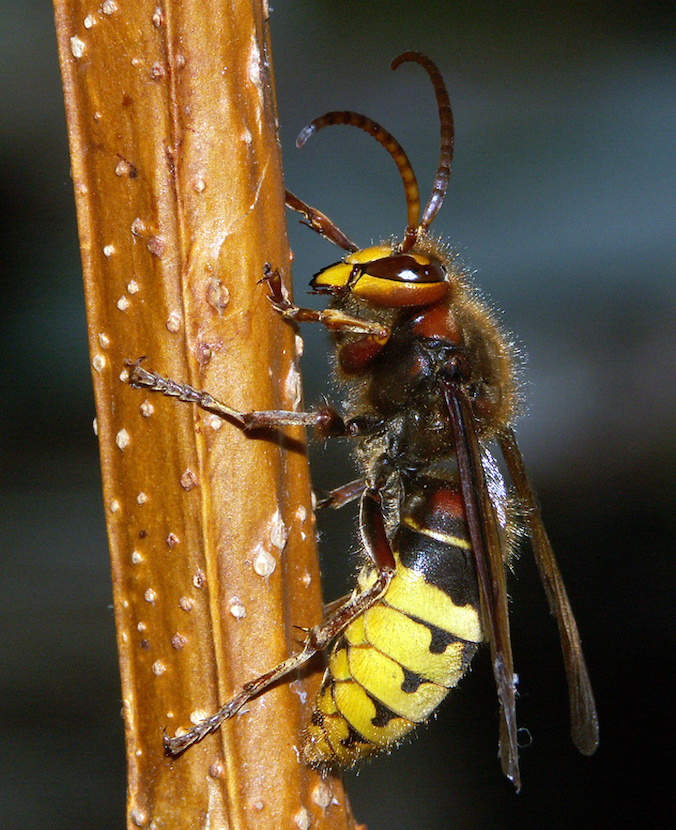 Frelon Europ en Et Frelon Asiatique ARTHROPOLOGIA