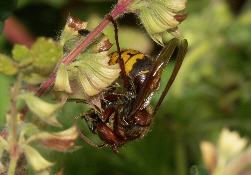 Frelon Europ en Et Frelon Asiatique ARTHROPOLOGIA