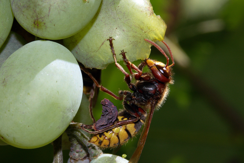 Vespa_crabro_raisin_stpierrelapalud200817