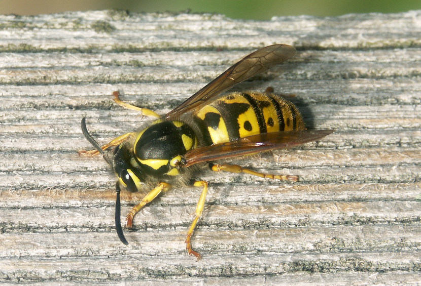 Vespula_cnrBelley060513_rec